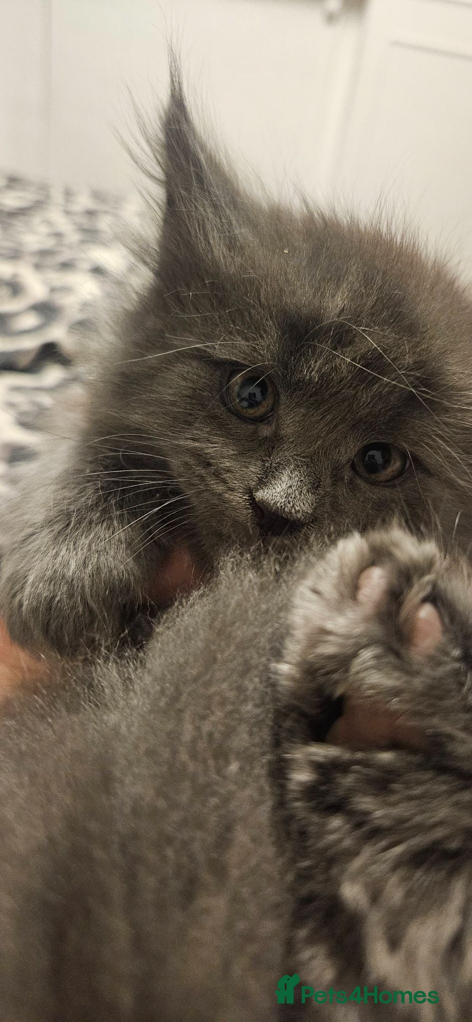 Maine Coon cats Stunning TICA Registered Maine coon Kittens  - Advert 1