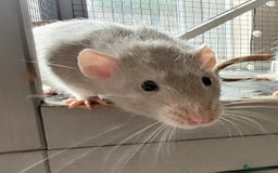 Rat rodents for sale: 3 Adorable Male Rats  - Image 2