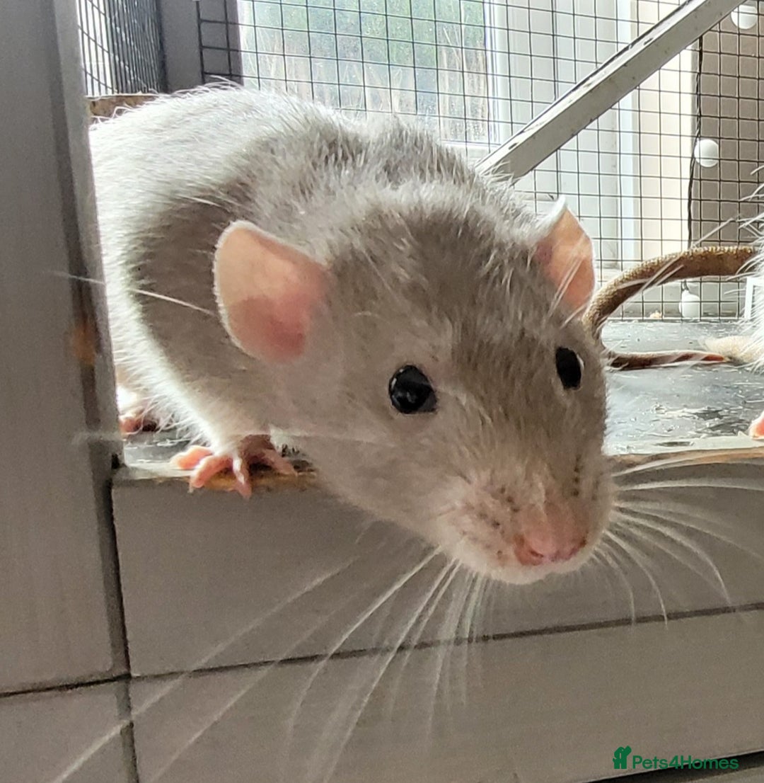 Rat rodents for sale: 3 Adorable Male Rats  - Image 2