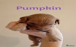 Cockapoo dogs for sale: Naturally-reared Red/Apricot F1b Cockapoos - Image 6