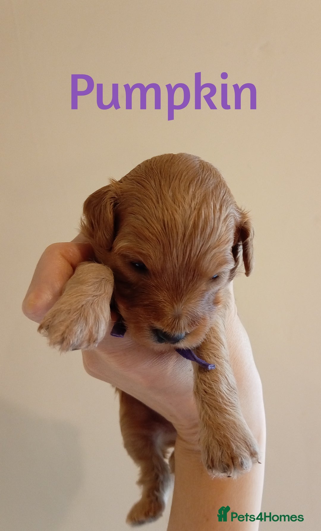 Cockapoo dogs for sale: Naturally-reared Red/Apricot F1b Cockapoos - Image 6