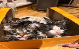 Mixed Breed cats for sale: Soft, Sweet, and Full of Fun…. - Advert 7