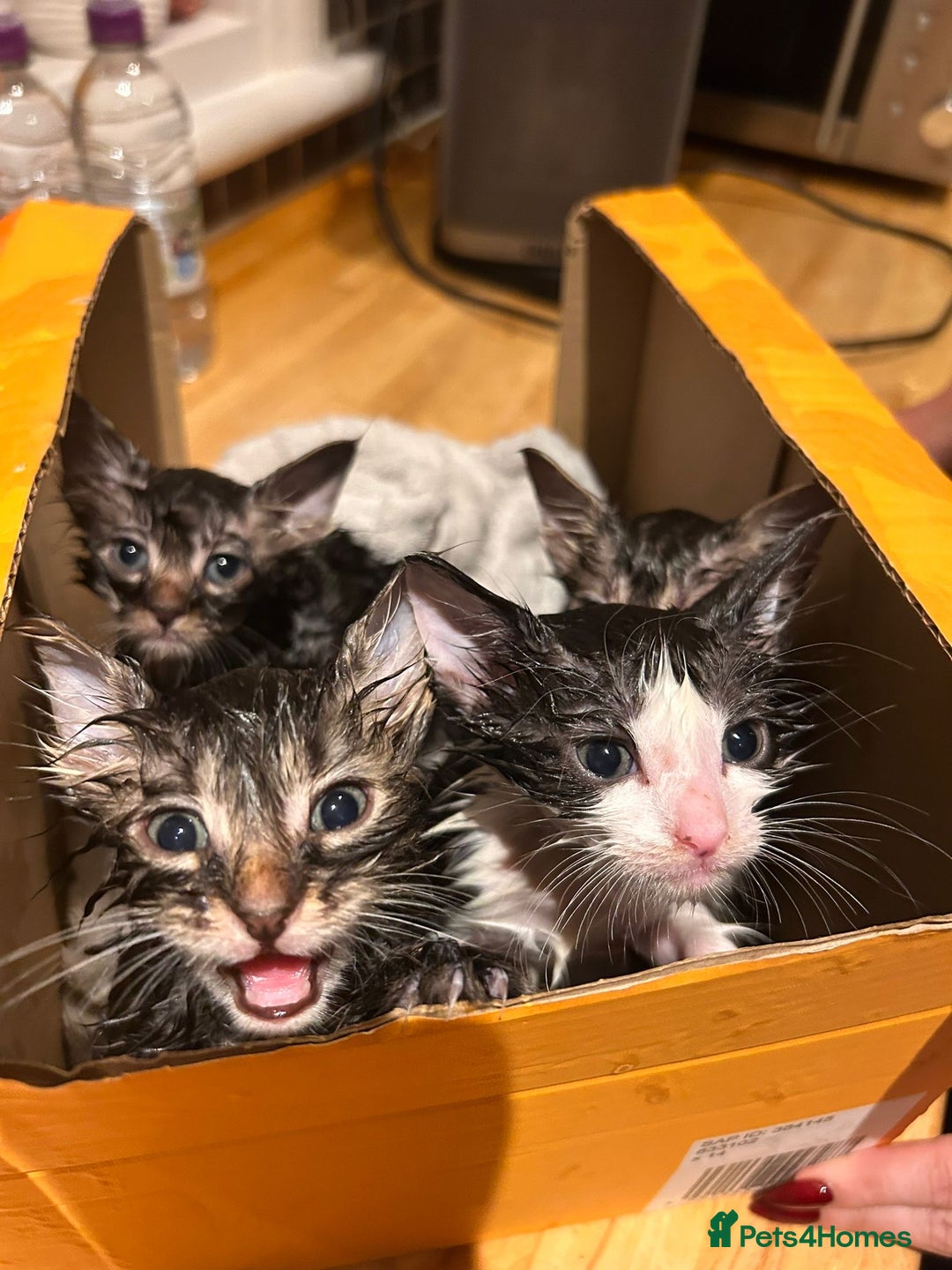 Mixed Breed cats for sale: Soft, Sweet, and Full of Fun…. - Advert 7