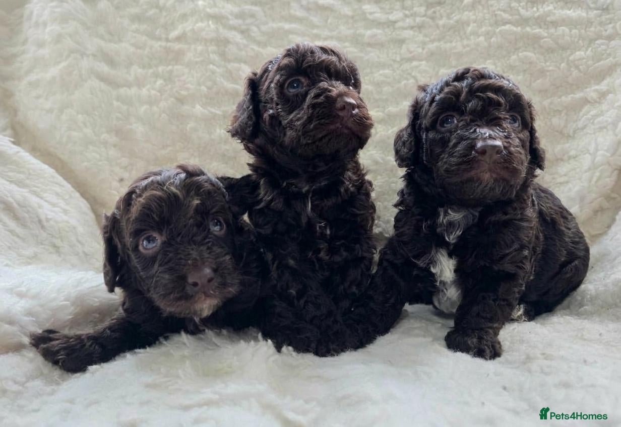 Cavapoo dogs for sale: DNA Tested Chocolate F1b Cavapoos. 2 Boys & 1 Girl - Advert 1