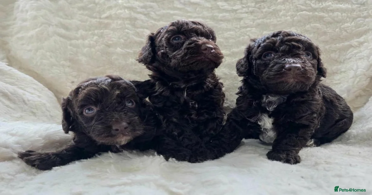 DNA Tested Chocolate F1b Cavapoos. 2 Boys & 1 Girl for sale in Pershore ...