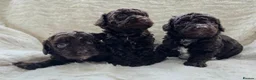 Cavapoo dogs for sale: DNA Tested Chocolate F1b Cavapoos. 2 Boys & 1 Girl - Advert 1
