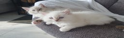 Ragdoll cats for stud: Handsome blue lynx Ragdoll for stud in Bathgate - Advert 17