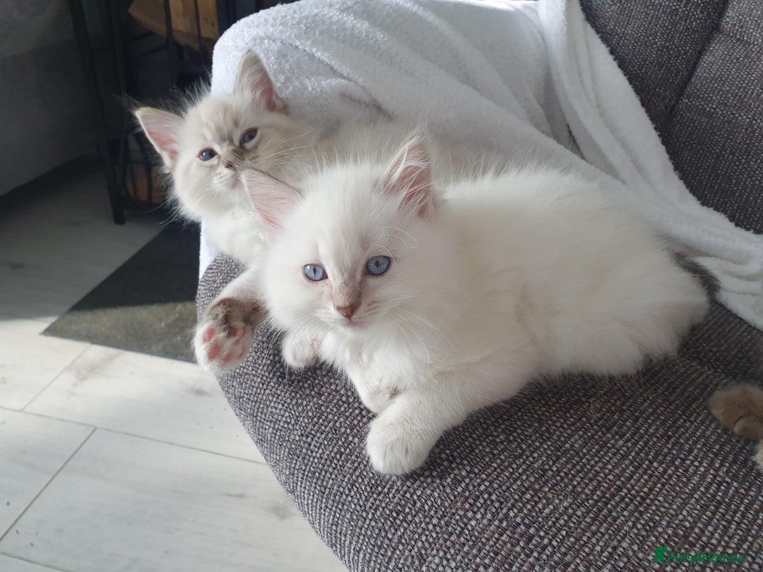 Ragdoll cats for stud: Handsome blue lynx Ragdoll for stud in Bathgate - Image 16