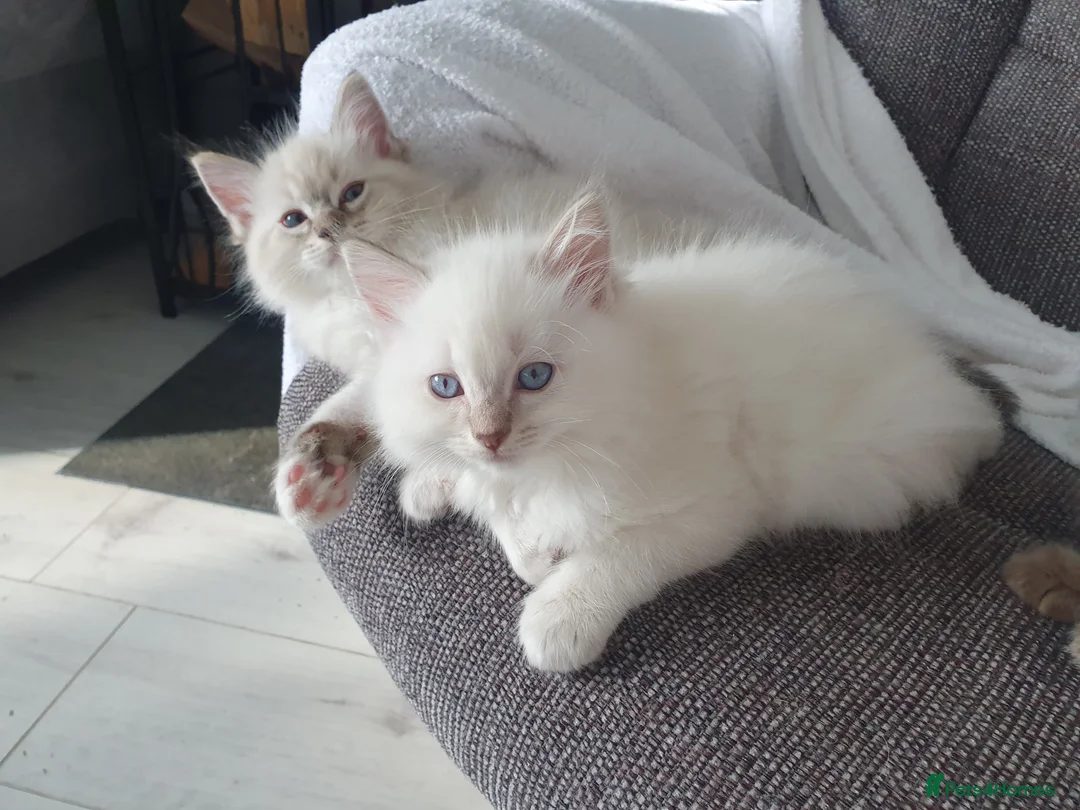 Ragdoll cats for stud: Handsome blue lynx Ragdoll for stud in Bathgate - Advert 17