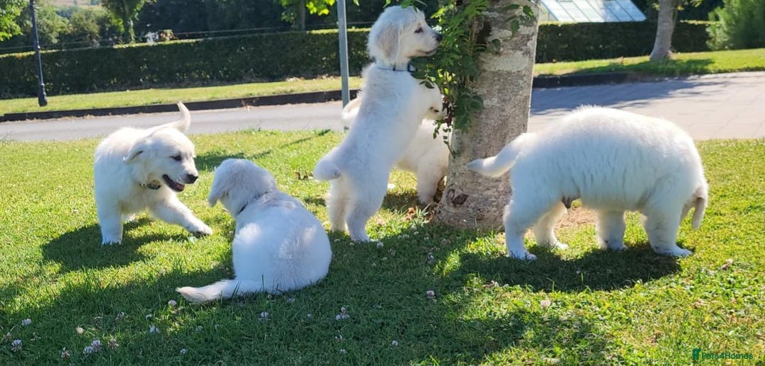 Golden Retriever dogs for sale: Beautiful Golden Retriever puppies - Image 7
