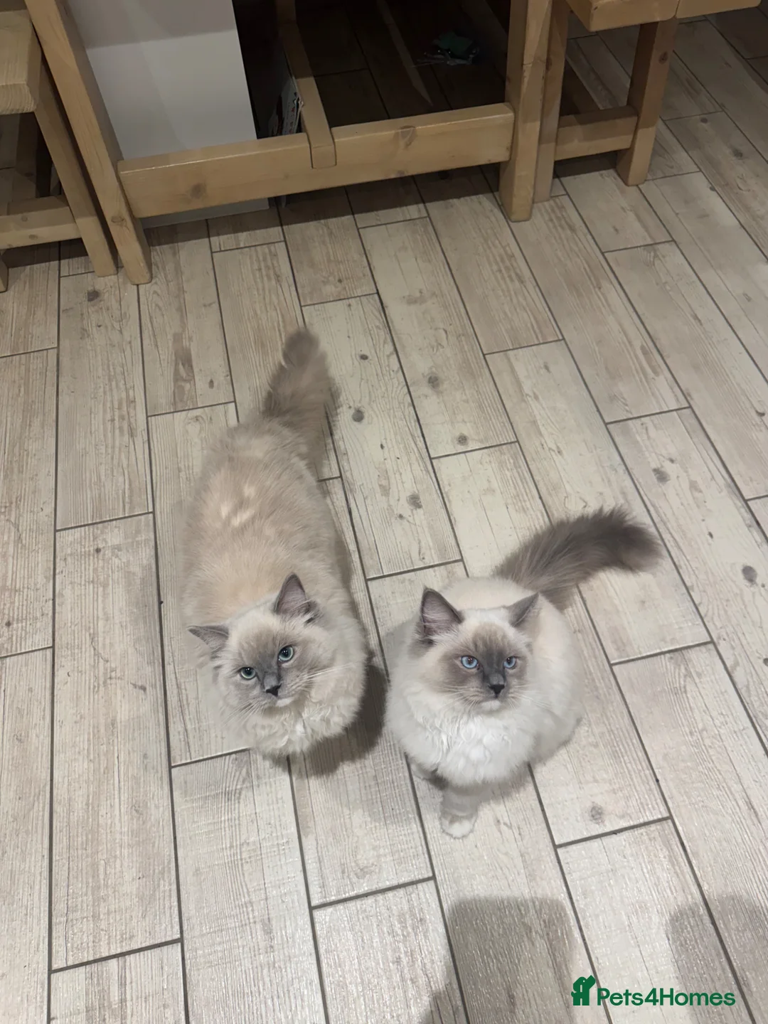 Ragdoll cats for sale: Champion Ragdoll Girls in Thetford - Advert 1