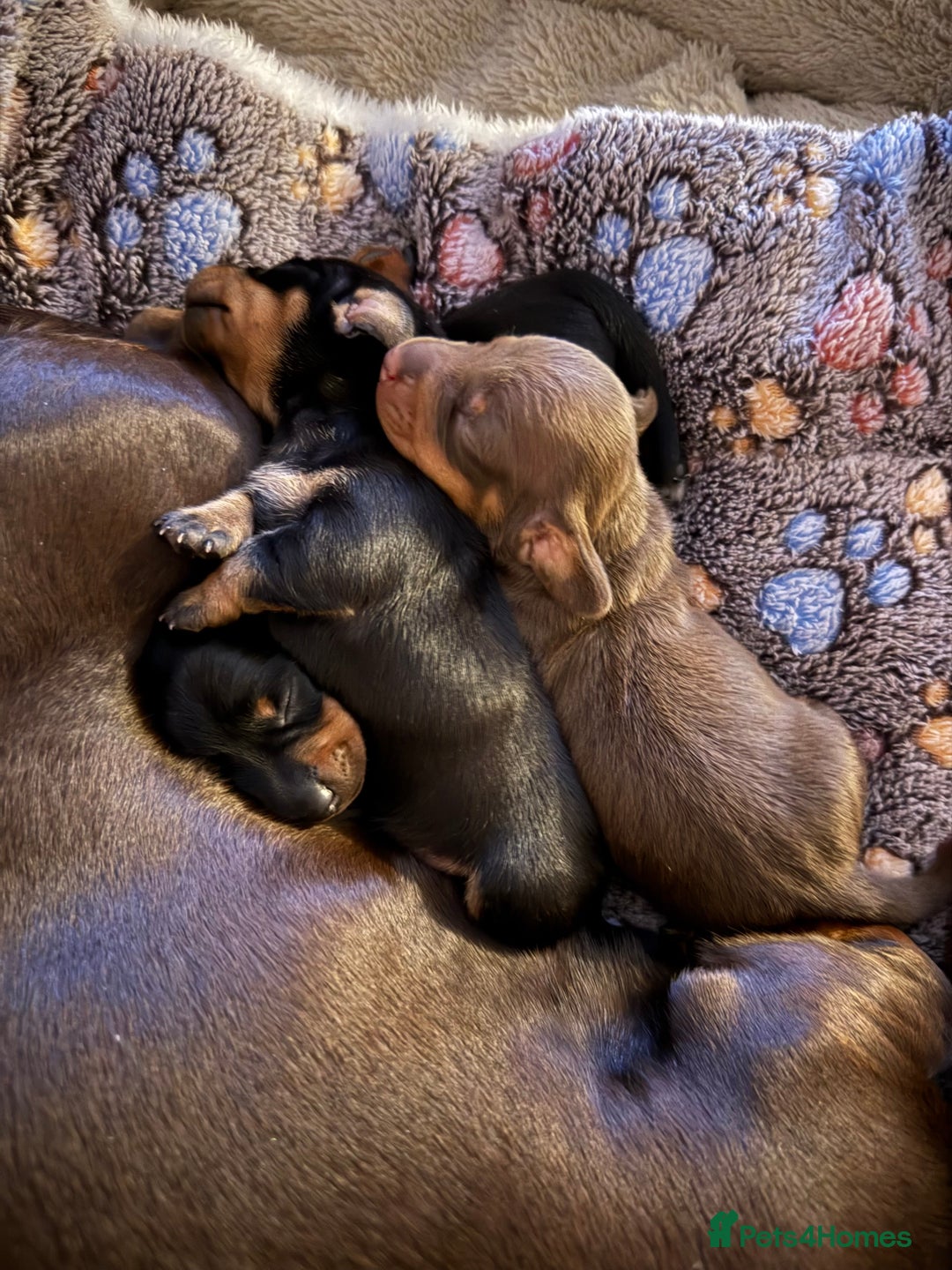 Dachshund dogs for sale: Beautiful Dachshund Puppies - Advert 12