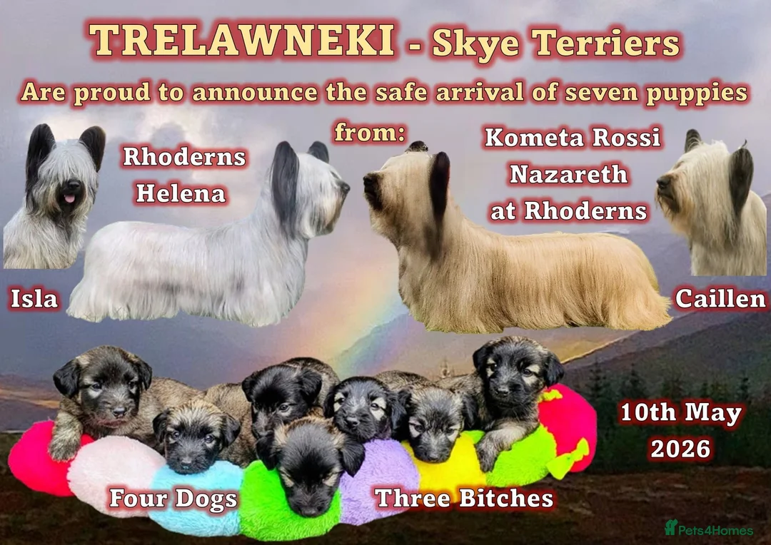 Skye Terrier dogs for sale: Two Beautiful Skye Terrier Puppies  - Advert 2