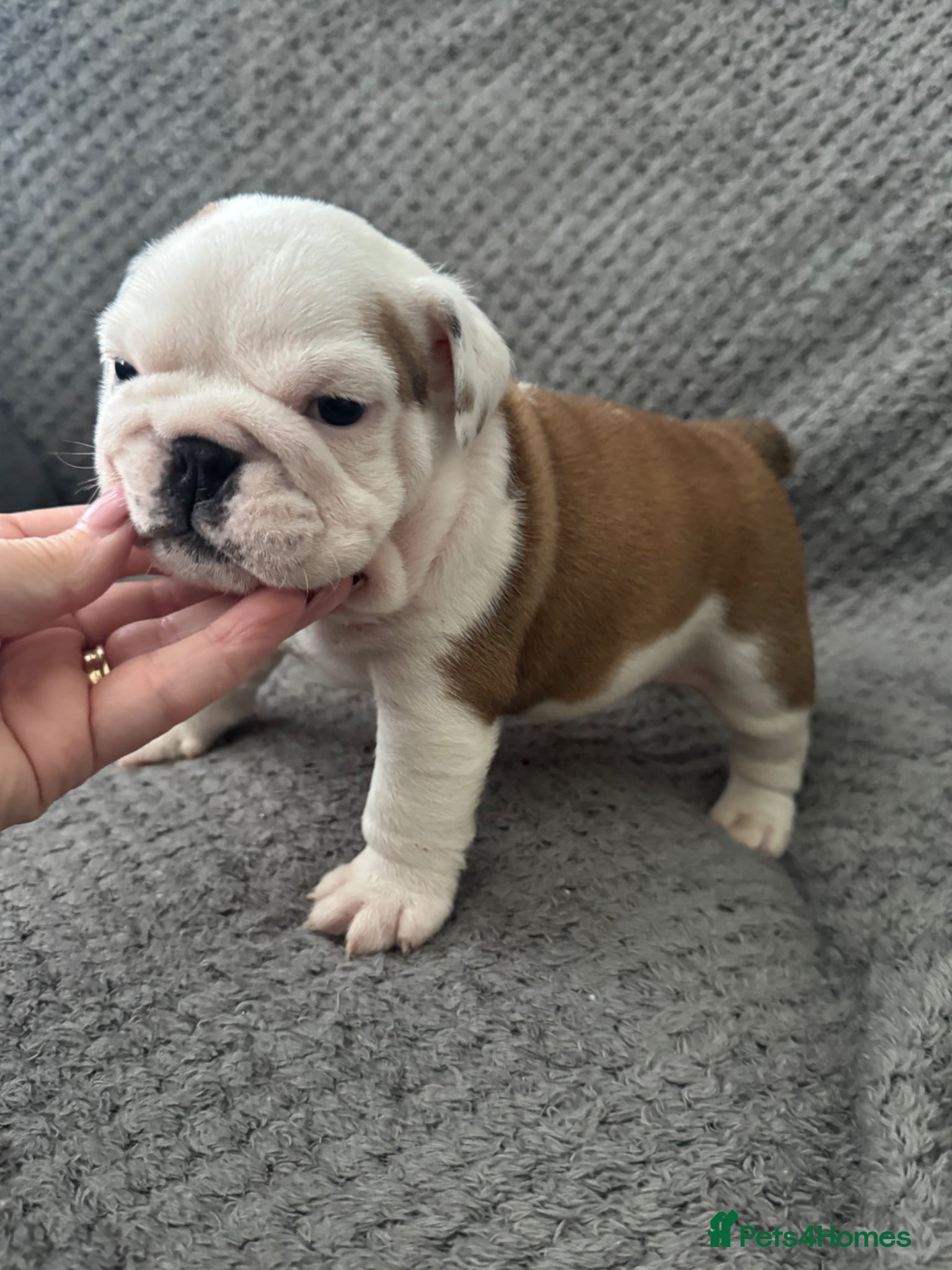 English Bulldog dogs KC REG Red and White Traditional  Bulldog Puppies  - Advert 2