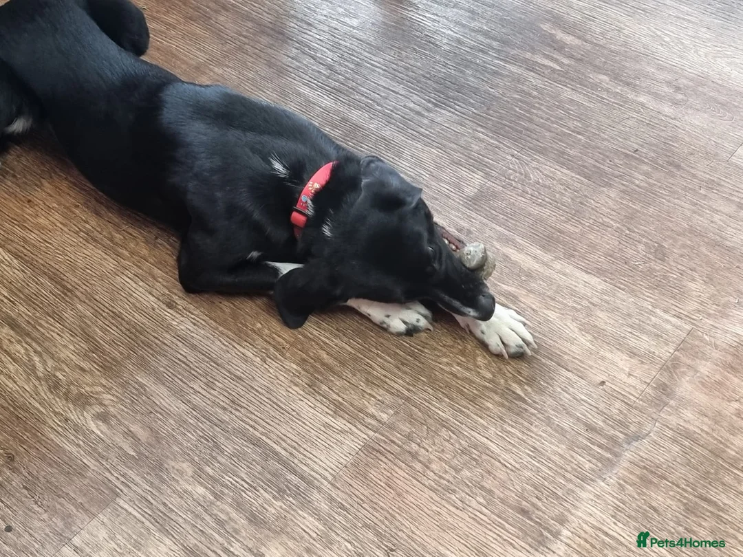 Mixed Breed dogs for adoption: NORA FOR ADOPTION IN CORNWALL/DEVON - Advert 19