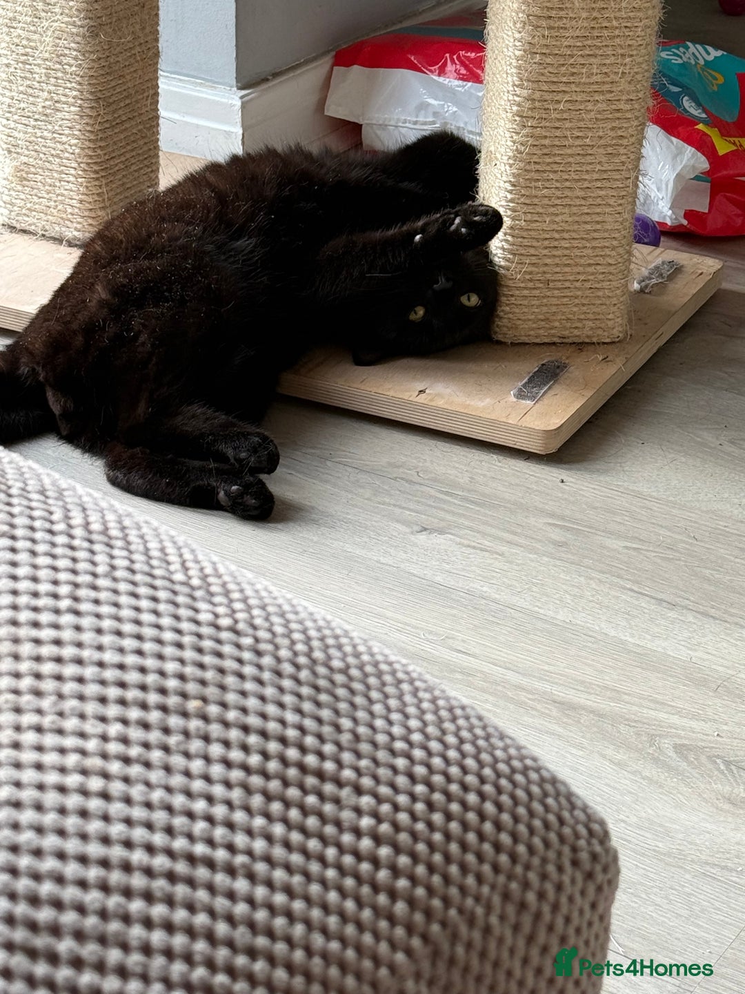 British Shorthair cats for sale: 2 male cats - Advert 2