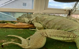 Iguana reptiles for sale: Blue igguana - Image 7