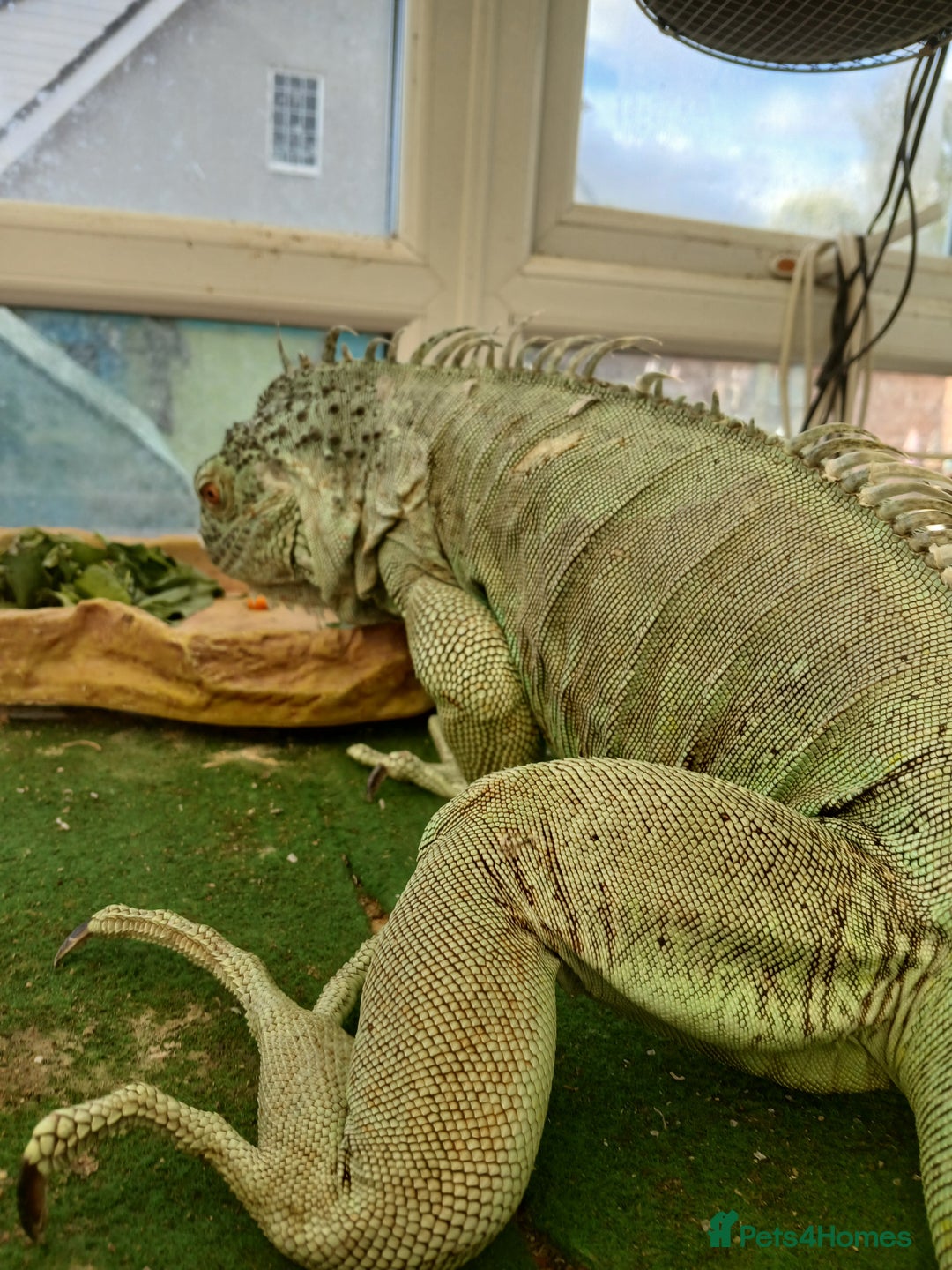 Iguana reptiles for sale: Blue igguana - Image 7