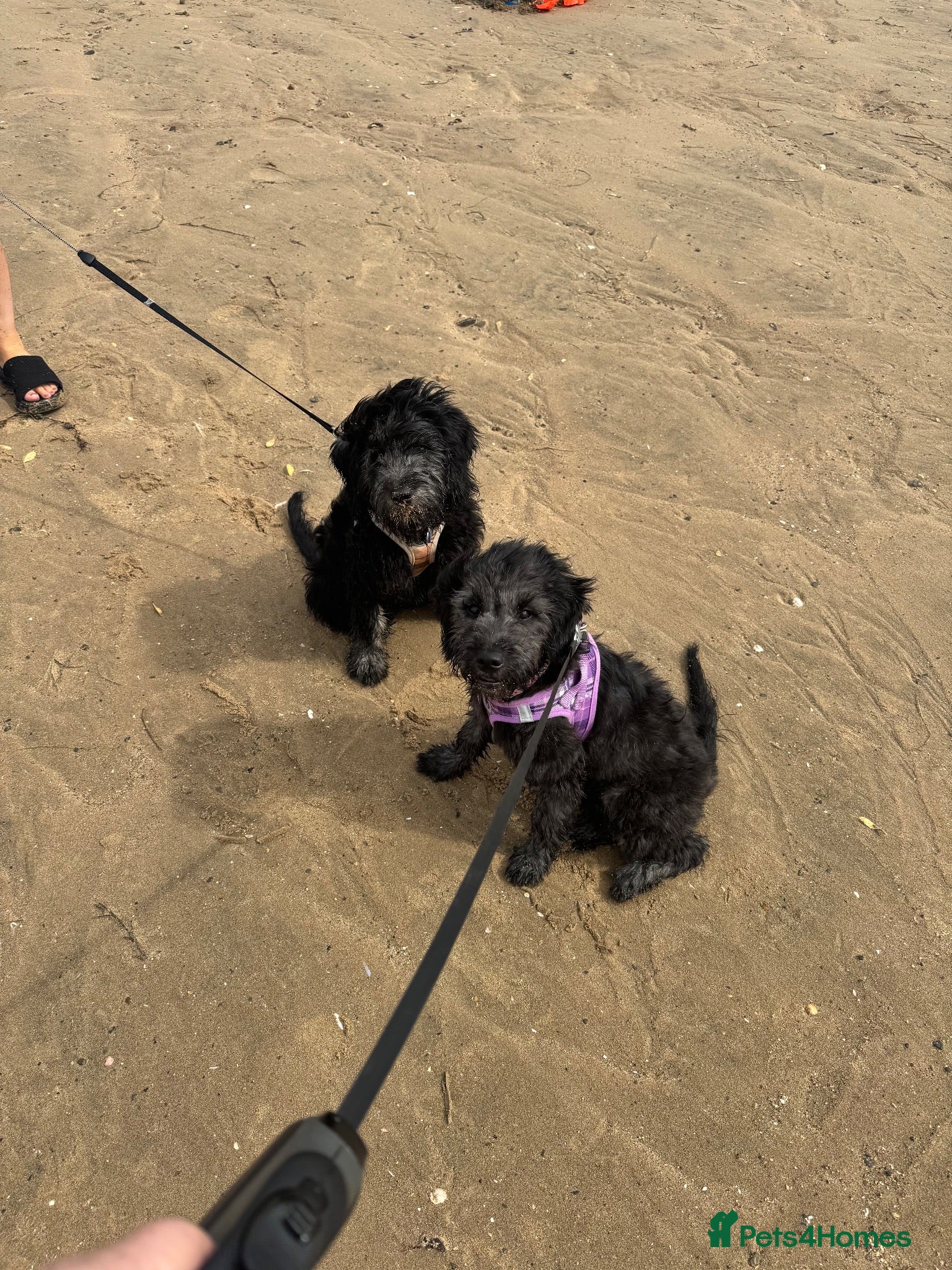 Mini Goldendoodle dogs F1 Mini SILVER Goldendoodle  *READY NOW* - Advert 2