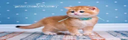 British Shorthair cats for sale: British Shorthairs - Raised with Love and Care ❤️ - Advert 3