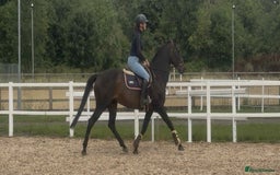 English Thoroughbred horses for sale: Super Sally by name and nature  - Image 6