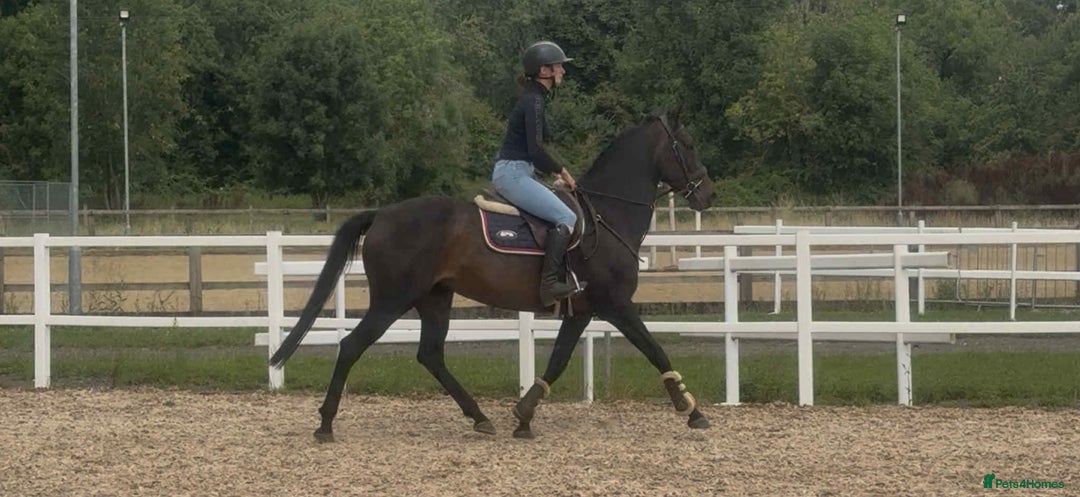 English Thoroughbred horses for sale: Super Sally by name and nature  - Image 6