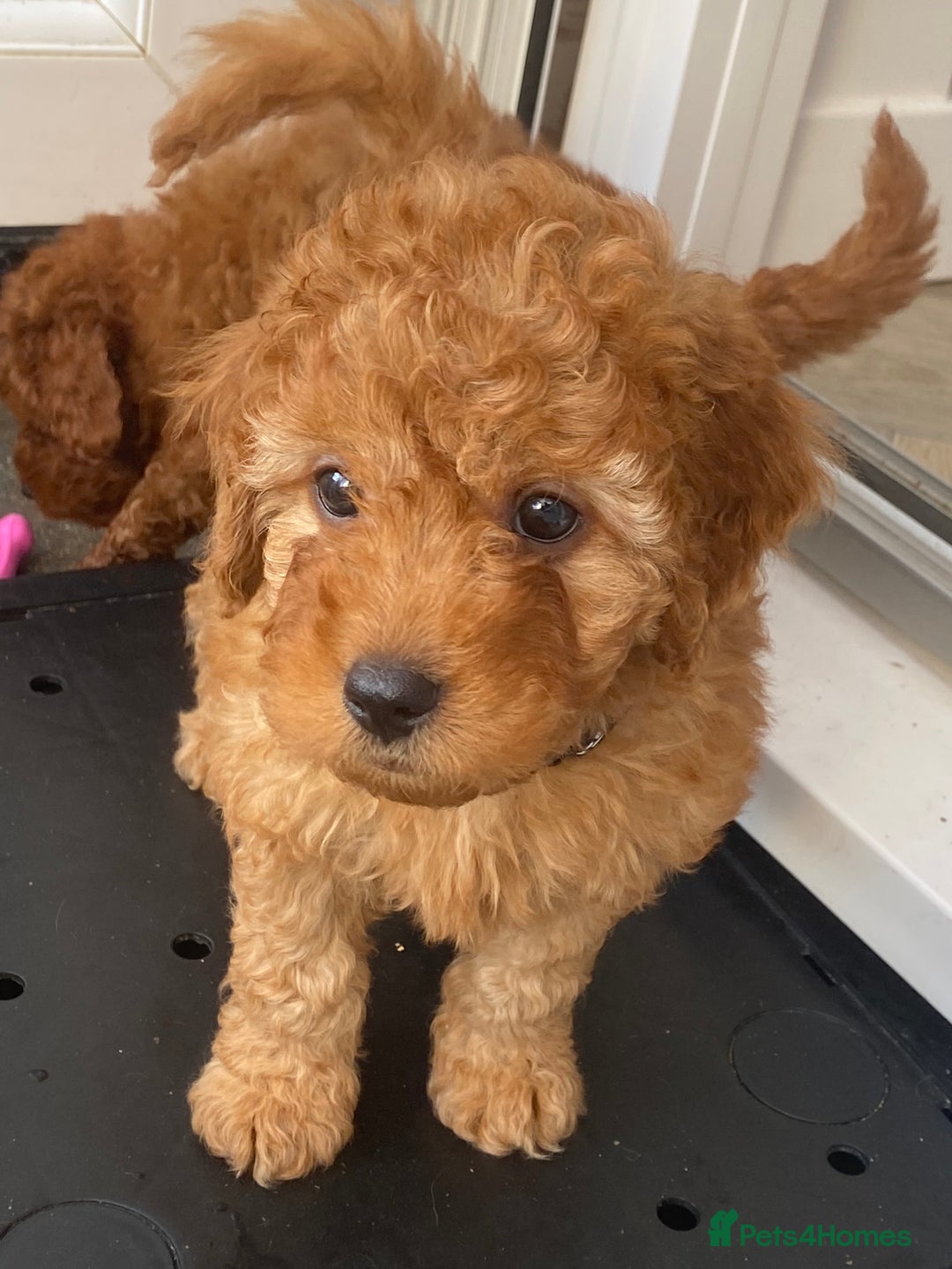 Cavapoo dogs for sale: Beautiful Cavapoo from DNA health tested parents  - Image 15