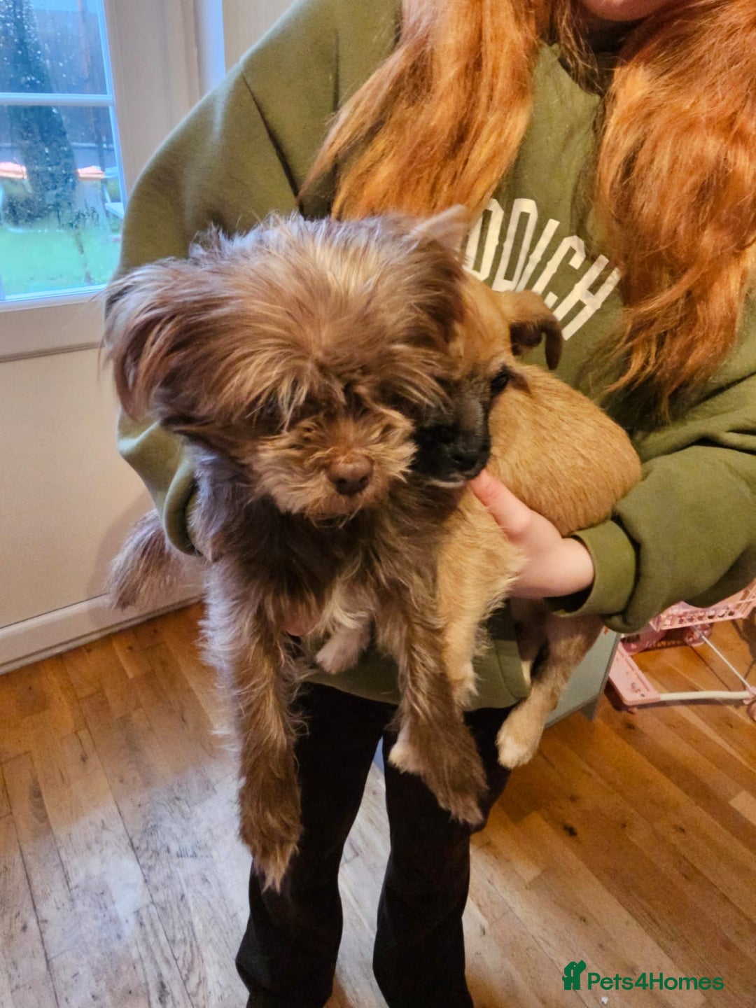 Mixed Breed dogs for sale: Chihuahua cross Jack Russell  - Advert 2