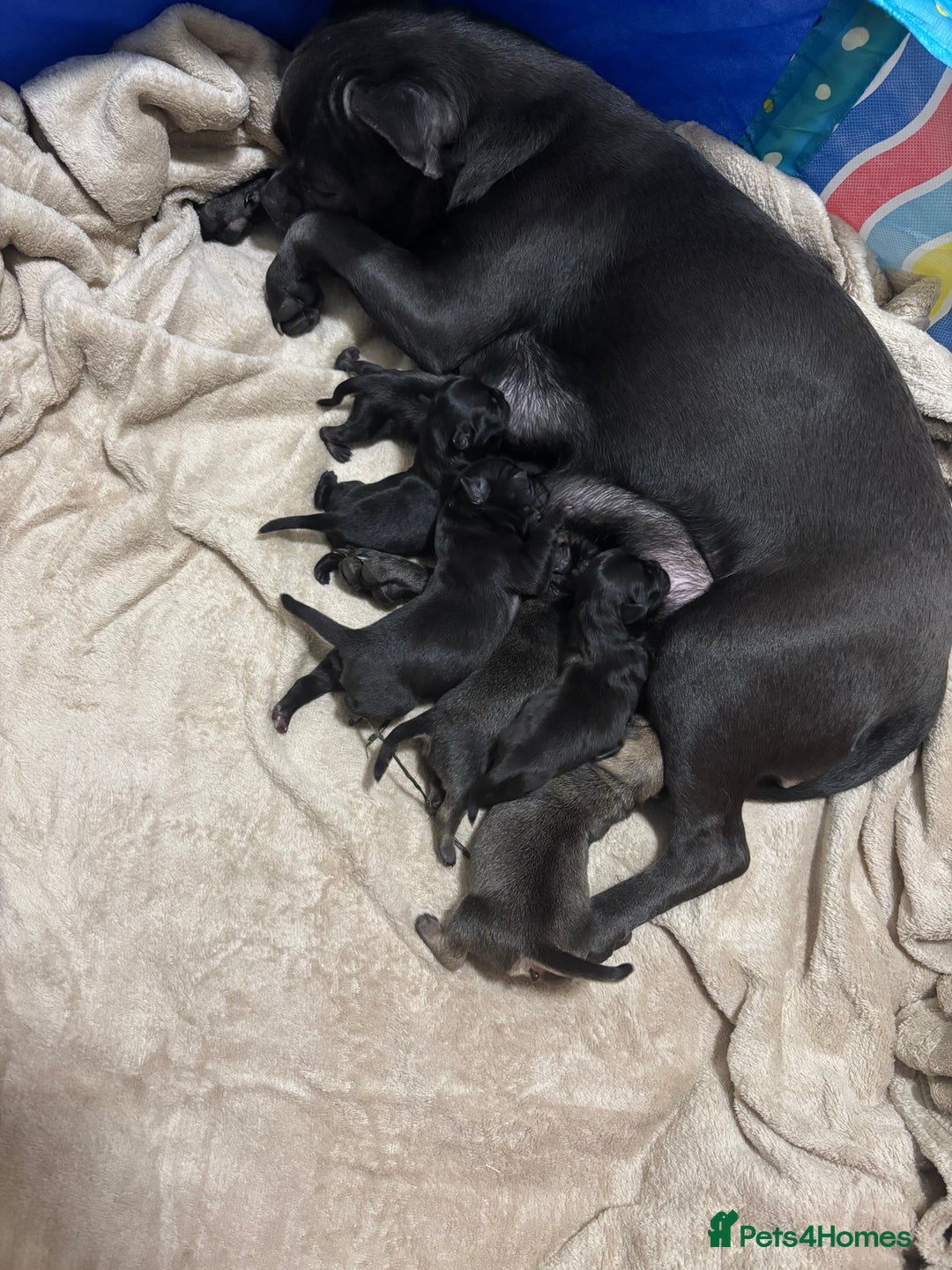 Mixed Breed dogs for sale: Puppies for sale - Advert 22