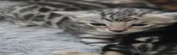 Bengal cats for sale: Bengal kittens for sale  - Advert 2