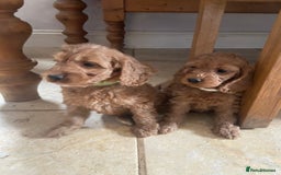 Cockapoo dogs for sale: F1 Apricot / Red Cockapoo’s  in Wetherby - Image 4