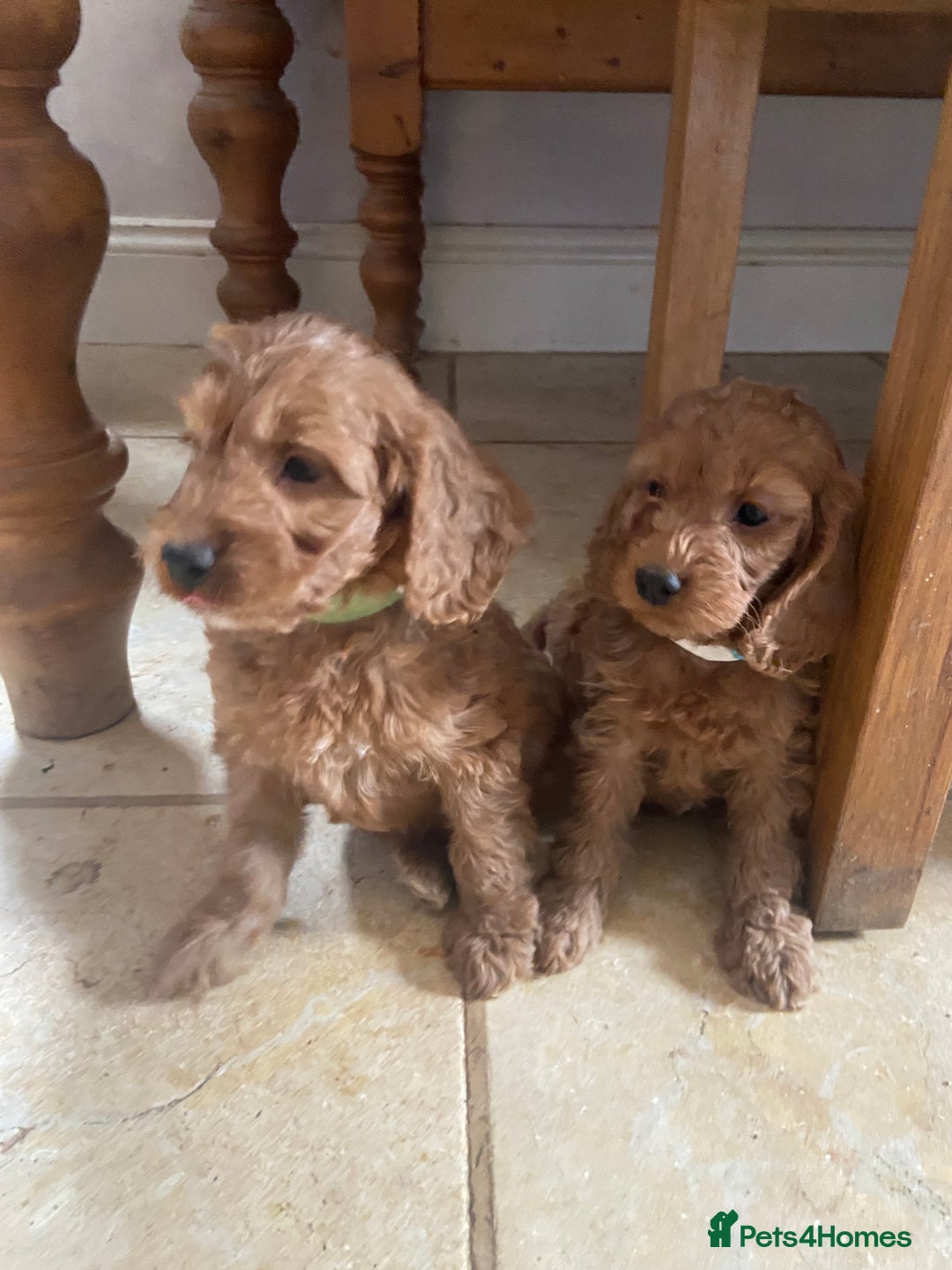 Cockapoo dogs for sale: F1 Apricot / Red Cockapoo’s  in Wetherby - Image 4