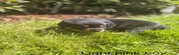 Rottweiler dogs for sale: Outstanding Rottweiler Puppies - Advert 17