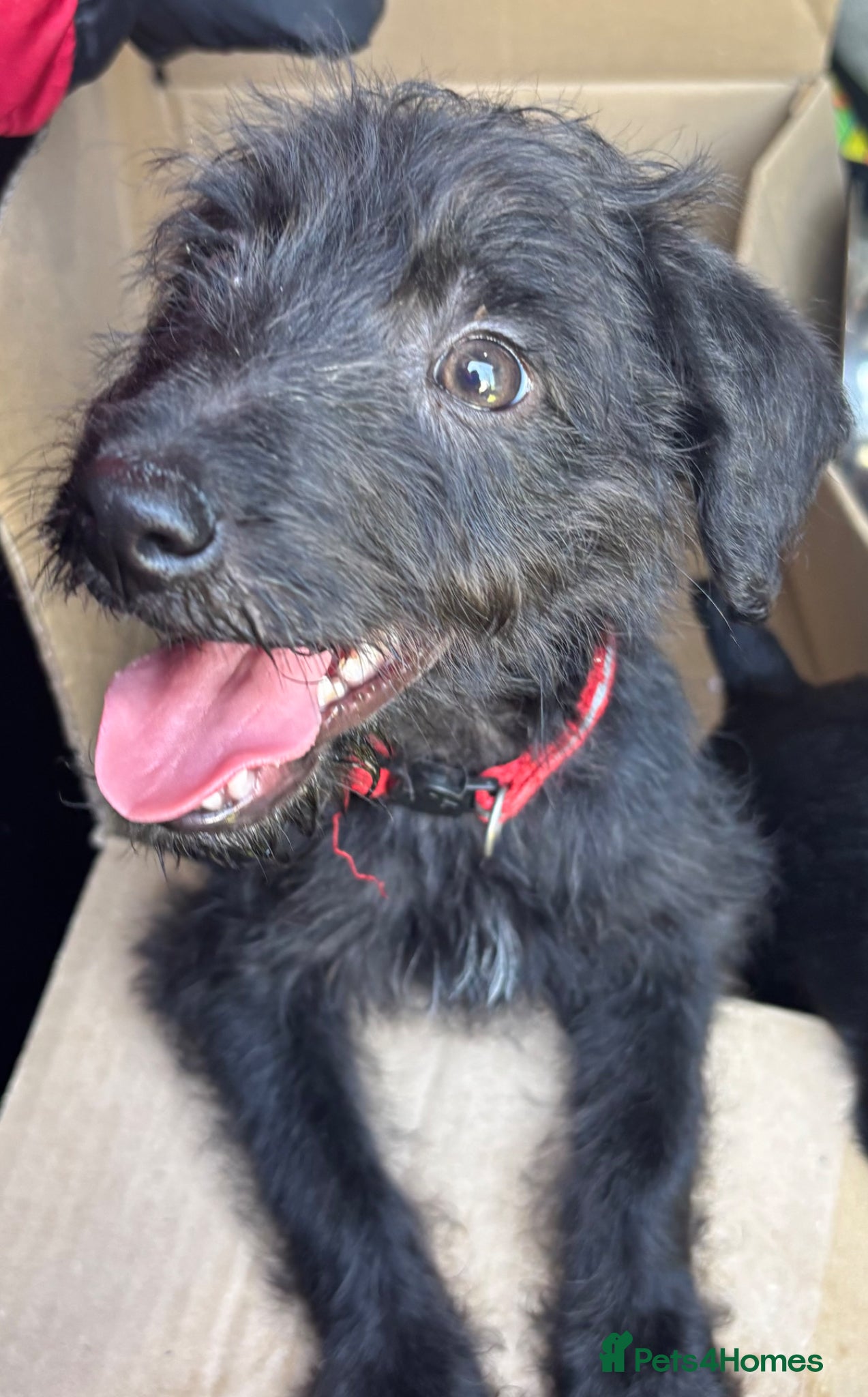 Mixed Breed dogs Last boy Bedlington x whippet puppy - Advert 17