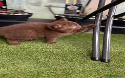 British Shorthair cats for sale: 🍫 Two Chocolate Girls British Shorthair Kittens🤎 - Image 17