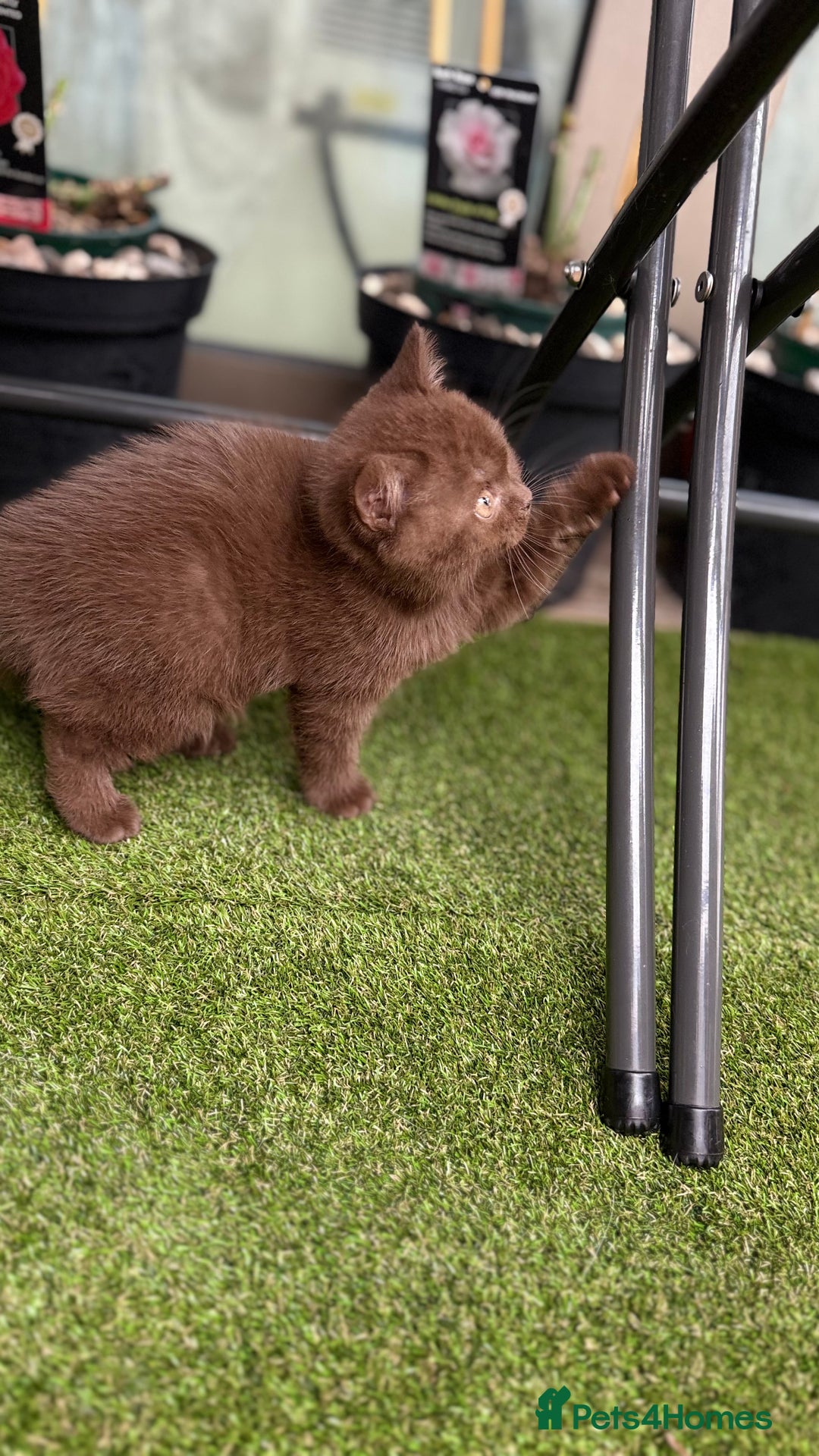 British Shorthair cats for sale: 🍫 Two Chocolate Girls British Shorthair Kittens🤎 - Image 17