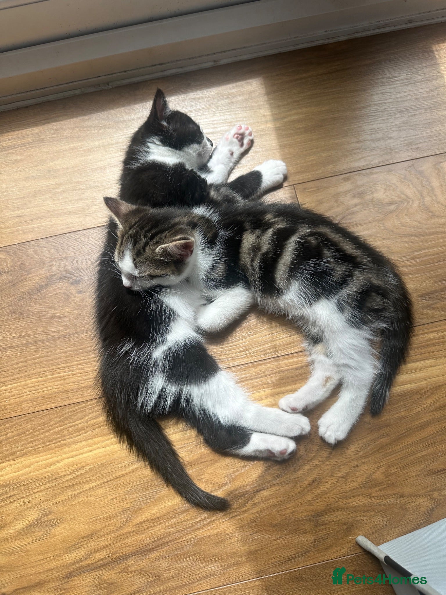 Mixed Breed cats Mixed breed kittens - READY NOW - Advert 1