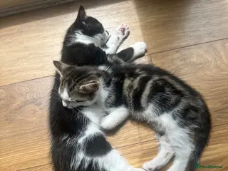 Mixed Breed cats Mixed breed kittens - READY NOW - Advert 3