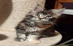 Maine Coon cats for sale: Beautiful torbie Maine Coon girls - Image 5