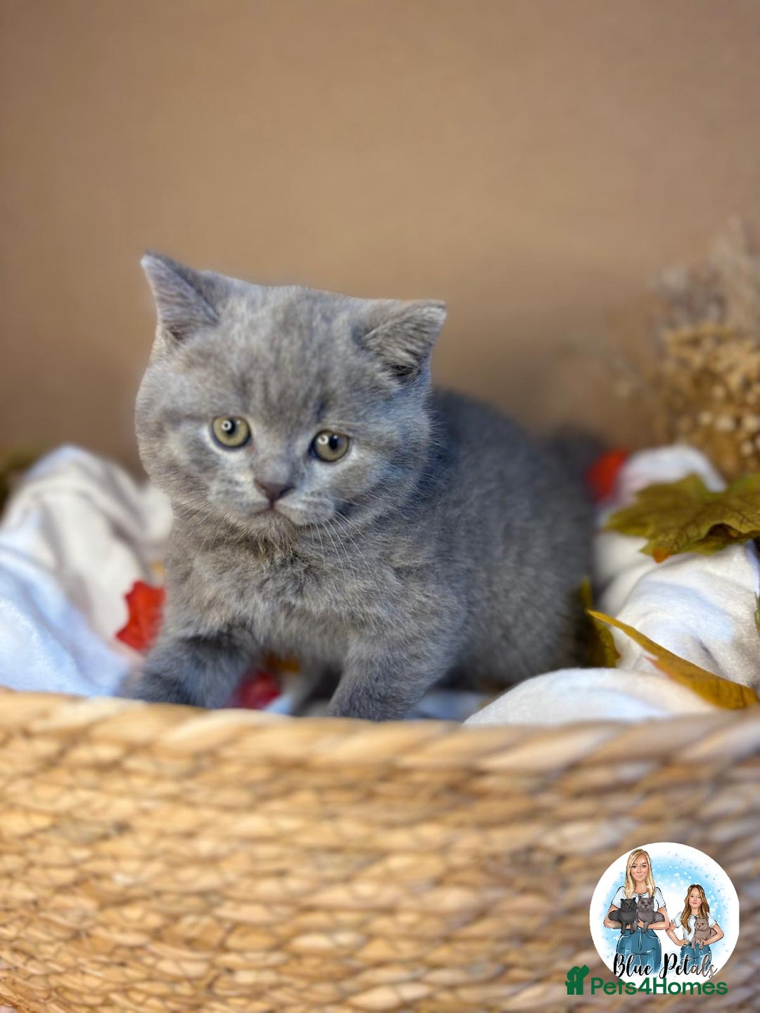 British Shorthair cats for sale: 3 British short hair / long hair kittens  - Image 29