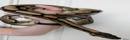 Python Snake reptiles for sale: Standard royal python  - Advert 2