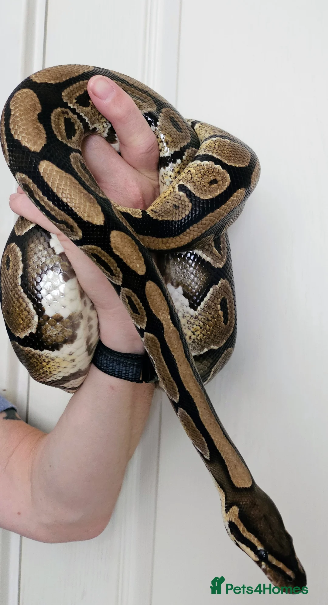Python Snake reptiles for sale: Standard royal python  - Advert 2