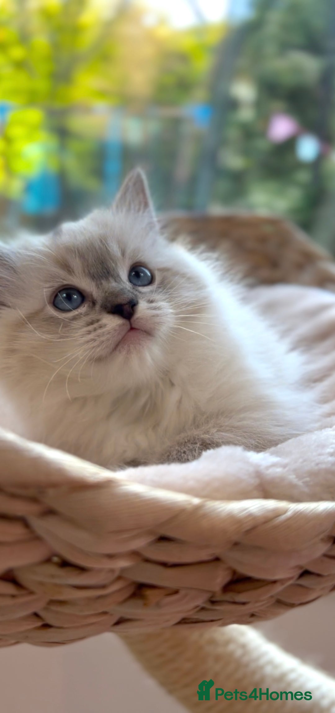 Ragdoll cats for sale: GCCF Registered. Grand Champion Bloodlines. - Advert 9