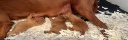 Labrador Retriever dogs for sale: FOXRED LABRADOR in Catterick Garrison - Advert 9