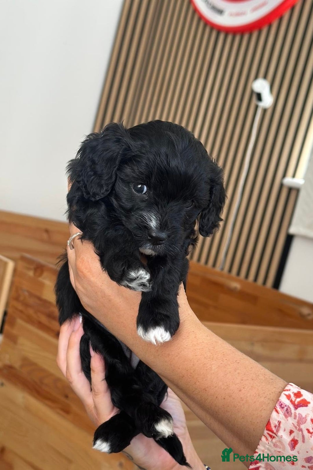 Cavapoo dogs for sale: BEAUTIFUL Toy Cavapoos! - Image 23