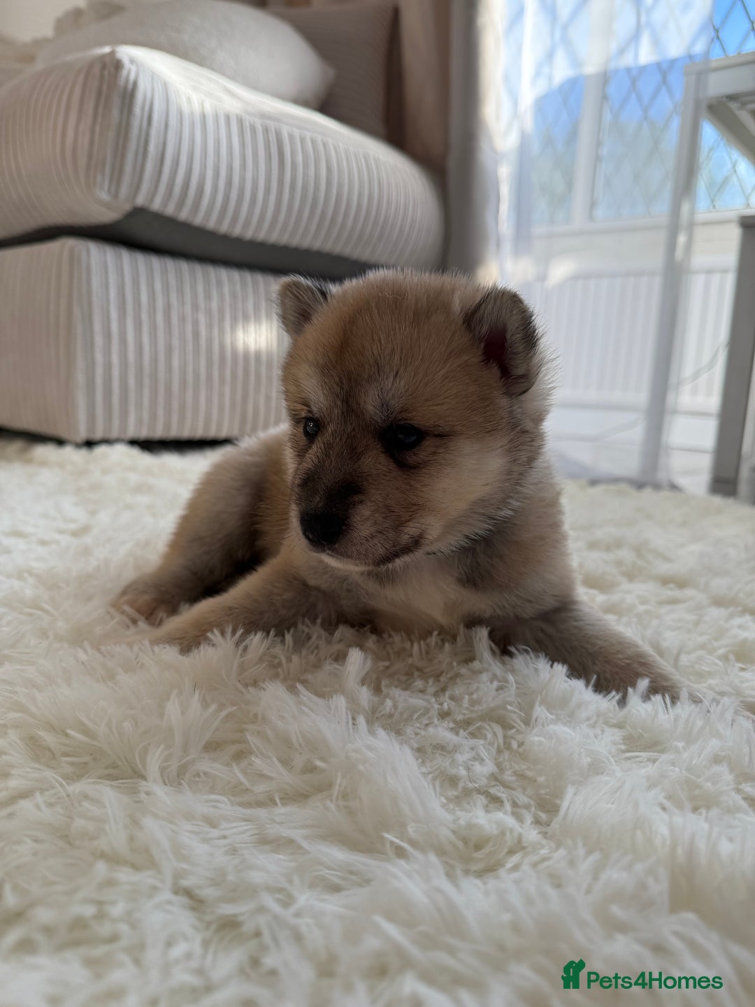 Huskita dogs for sale: READY NOW Huskita Puppies - Advert 12