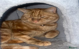 American Shorthair cats for sale: Male Ginger cat - Image 2