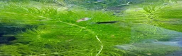 Platies fish for sale: Beautiful small Platy, Guppy shrimps&Pleco-HobbyTK - Advert 23