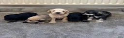 Schnoodle dogs for sale: Stunning F1 Schnoodle puppies KC reg parents!!  in Whitchurch - Advert 7