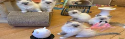 Ragdoll cats for sale: GCCF Registered Ragdoll Kittens - Advert 26